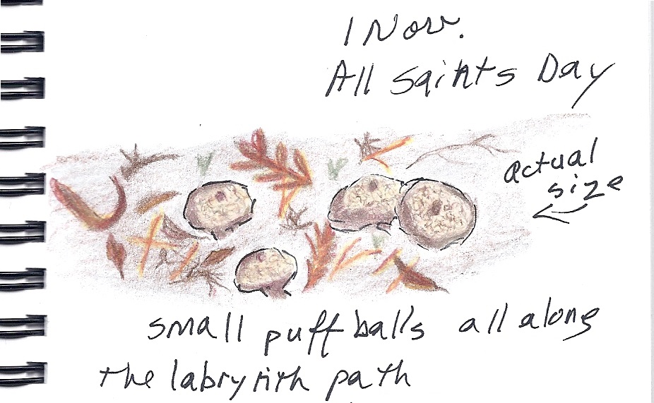 Nature Journal - Puff Balls