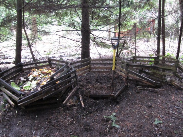 The compost bins stand in the shade of fir trees that David planted years ago, as a birm to block the bins from the house.Those trees just love growing next to compost piles! Their roots sneak up into the bottom of the piles, making it hard to turn thee last shovefuls.