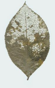 Leaf Skeleton